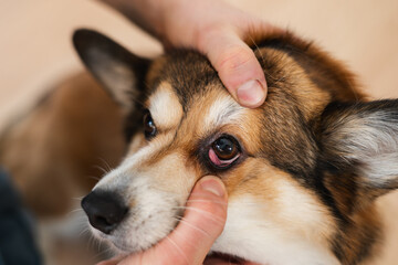 Corgi Dog with Prolapsed Gland of the Third Eyelid (Cherry Eye)