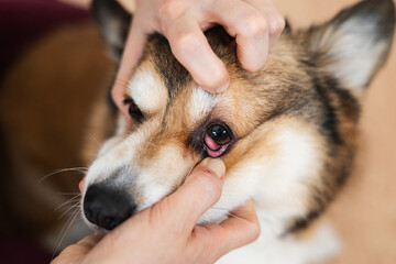 Corgi Dog with Prolapsed Gland of the Third Eyelid (Cherry Eye)