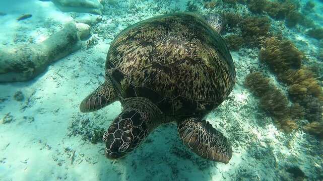 A stunning sea turtle gliding effortlessly through crystal clear waters, showcasing vibrant coral reefs in the background, oc01
