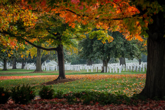 View of rows of white headstones standing in solemn formation beneath the vibrant canopy of autumn trees, leaves scattered on the ground, Arlington, Virginia, United States.