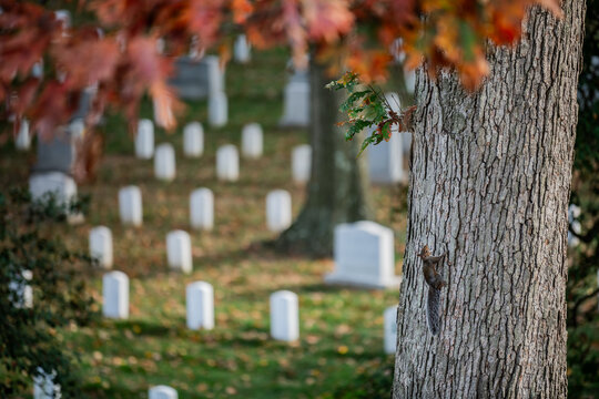 View of a squirrel clinging to a tree trunk with autumn leaves and rows of white headstones stretching into the distance, Arlington, Virginia, United States.