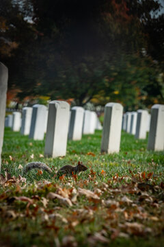 View of a squirrel amidst fallen leaves in Arlington National Cemetery, where rows of white headstones stand on green grass, Arlington, Virginia, United States.