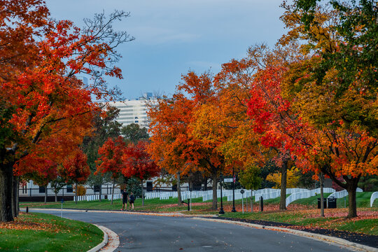 View of the road winds through a landscape of vibrant fall foliage, where trees display fiery reds and oranges against a backdrop of white headstones, Arlington, Virginia, United States.