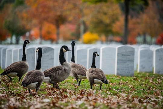 View of geese wandering through a field of white tombstones amidst fallen leaves and autumn trees, Arlington, Virginia, United States.