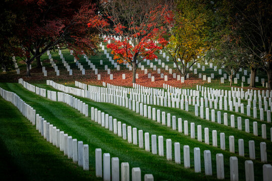 View of endless rows of white headstones cascading down a grassy hill beneath a canopy of vibrant autumn trees, Arlington, Virginia, United States.