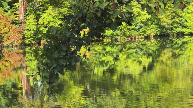 Alder branch over water of lake in park in autumn