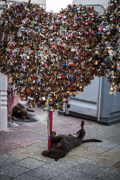 View of a love locks sculpture shimmering with countless padlocks, capturing the affection of couples with a dog lying beneath, Willemstad, Curacao.
