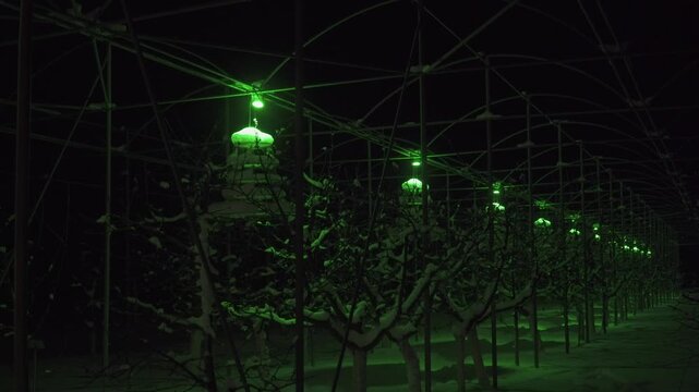 A night scene in a winter industrial fruit plantation. Snow-covered bare trees under a metal frame are lit by hanging green lights, creating a festive glow in the dark, monotonous landscape.