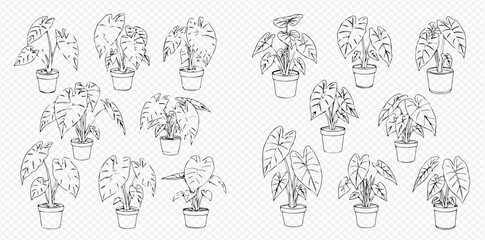 Set of potted house plants, line art vector illustration of various indoor greenery in pots, black and white outline drawing for home decor. © Akun