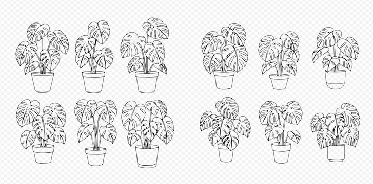 Set of outline Monstera Deliciosa plants in pots, houseplant illustrations for home decor and gardening.