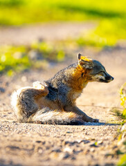 Fototapeta premium Island Fox Close Up Portrait Santa Cruz Island