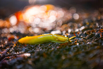 Famous Yellow Banana Slug Close Up in Redwoods