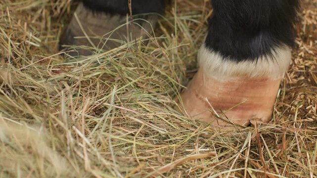 detailed mare hoof contact, closeup of horse feeding scene, shepherding routine with mare and straw bedding, intimate moment of mare gently nudging hay under stable warm illumination
