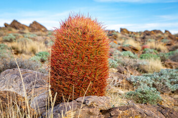 Scenic Joshua Tree National Park Sunset with Barrel Cactus