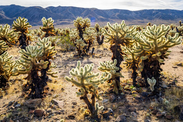 Fototapeta premium Plush Cholla Cactus Field at Sunrise Glow