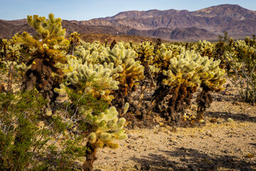 Plush Cholla Cactus Field at Sunrise Glow