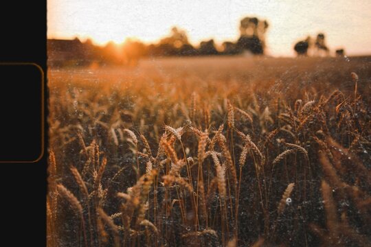 Field of barley in the summer. Visit Kaboompics for more free images.