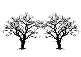Silhouettes of two dark bare trees tree silhouette isolated on a transparent background