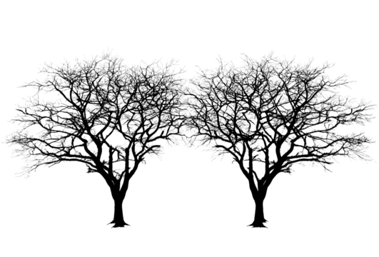 Silhouette of two bare trees with intricate branches isolated on a transparent background - Powered by Adobe