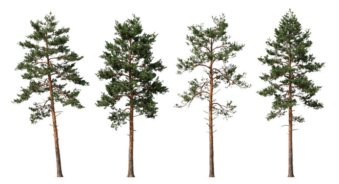 Four Pine Trees Isolated on White Background