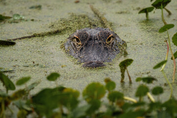 Fototapeta premium American Alligator Eyes Above Duckweed in Florida Wetlands