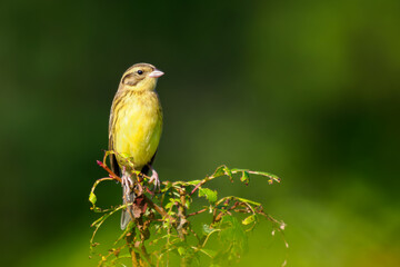Yellow-breasted Bunting or Emberiza aureola perched on lush green wild rose twig. Yellow-breasted Bunting on blurred green background with copy space