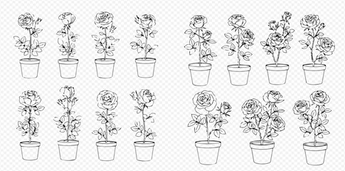 Set of potted roses in various stages of growth, hand-drawn outline illustrations on transparent background.