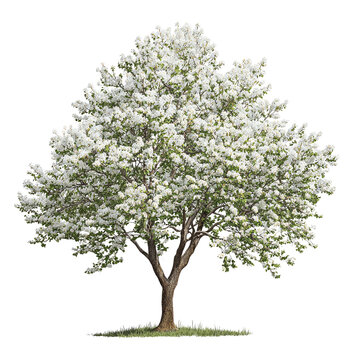 Serviceberry tree with white spring flowers, isolated on transparent background