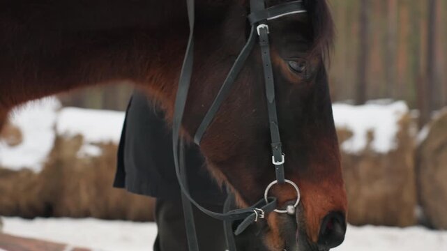 horse enjoying snowy farm landscape, serene winter scene featuring bay horse and snowy surroundings, tranquil winter landscape showing horse with bridle near snowcovered fence and pine woods