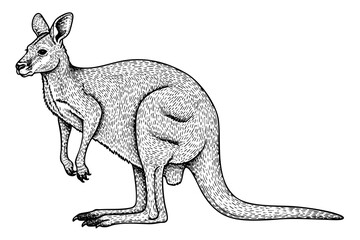 Vintage engraved kangaroo illustration in black and white  hand drawn art style