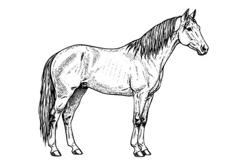 Vintage engraved horse illustration in black and white hand drawn art style