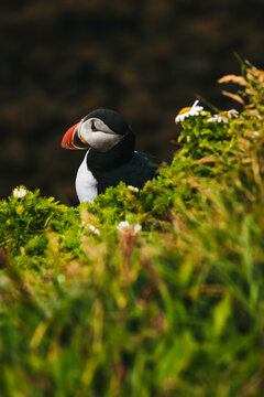 View of a striking Atlantic puffin nestled amidst vibrant green foliage, its beak a splash of orange against the dark backdrop, Latrabjarg, Westfjords, Iceland.
