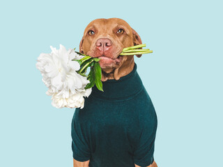 Cute puppy and white peonies. Beautiful greeting card. Closeup, indoors. Studio shot. Congratulations for family, relatives, loved ones, friends and colleagues. Pets care concept