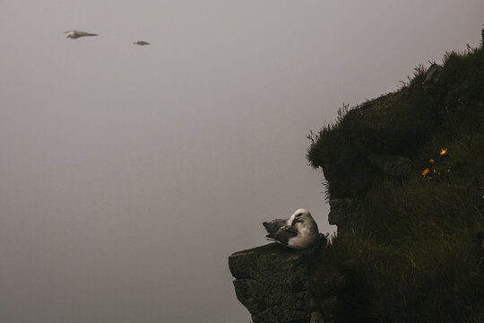View of seabirds nestling on a craggy cliffside with sparse vegetation, amidst a shroud of mist and flying birds, Latrabjarg, Westfjords, Iceland.