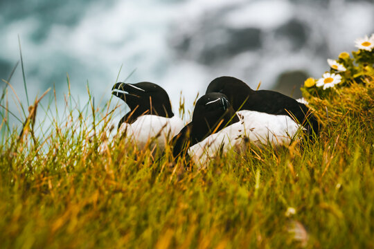 View of Razorbills nestled in vibrant green grass, their black and white plumage contrasting against the backdrop of white daisies and a cascading waterfall, Latrabjarg, Westfjords, Iceland.