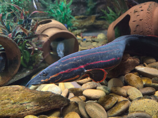 Fire Eel (Mastacembelus erythrotaenia) living in a well-decorated freshwater aquarium.