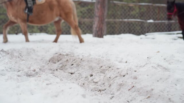 snowy riding ring with walking ponies passing by pine trees, saddle pad visible on one mount, compact hooves marking soft snow, calm schooling or leisure walk, pastoral winter companionship