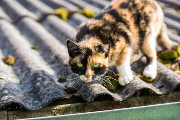 Cat is walking on the corrugated roof