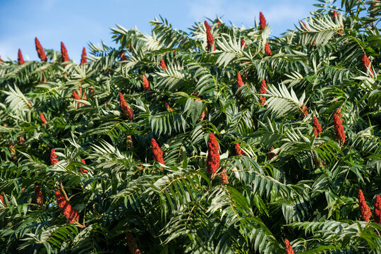 Deer-horned sumac or Fluffy sumac Acetic tree short-haired sumac