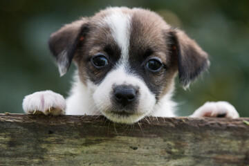 Funny jack russell terrier pet dog looking from a wooden fence