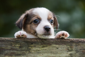 Funny jack russell terrier pet dog looking from a wooden fence