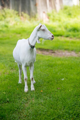 Fototapeta premium White goat standing on a lush green pasture