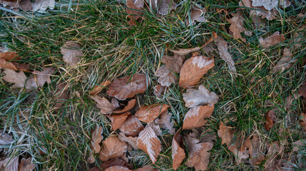Detailed close-up of dry autumn leaves resting on vibrant green grass dusted with sparkling frost, capturing the essence of a crisp fall or early winter morning.