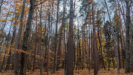Fototapeta premium Majestic tall trees with vibrant autumn foliage fill a dense forest, showcasing the breathtaking beauty of changing seasons in a tranquil natural landscape.