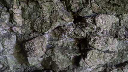 Close-up detail of green moss and grey lichen growing on a rough, weathered rock surface, showcasing intricate natural textures and organic patterns
