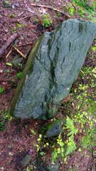 Large dark wet rock nestled among lush green forest foliage and earthy woodland debris, highlighting the damp and natural forest floor environment
