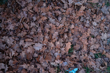 Dense overhead view of a natural carpet of fallen oak leaves covering the ground, showcasing autumn's rich textures and earthy tones