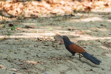 The greater coucal or crow pheasant (Centropus sinensis), is a large non-parasitic member of the cuckoo order of birds, the Cuculiformes.