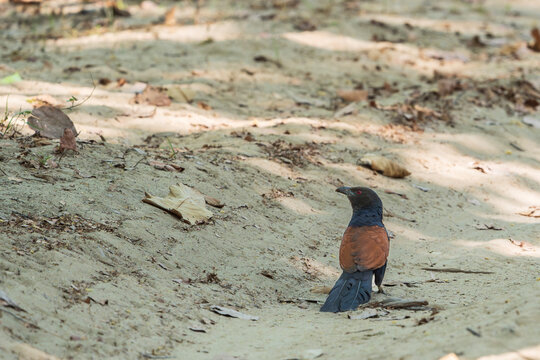 The greater coucal or crow pheasant (Centropus sinensis), is a large non-parasitic member of the cuckoo order of birds, the Cuculiformes.