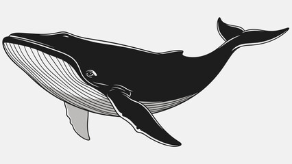 Black and White Whale Illustration.